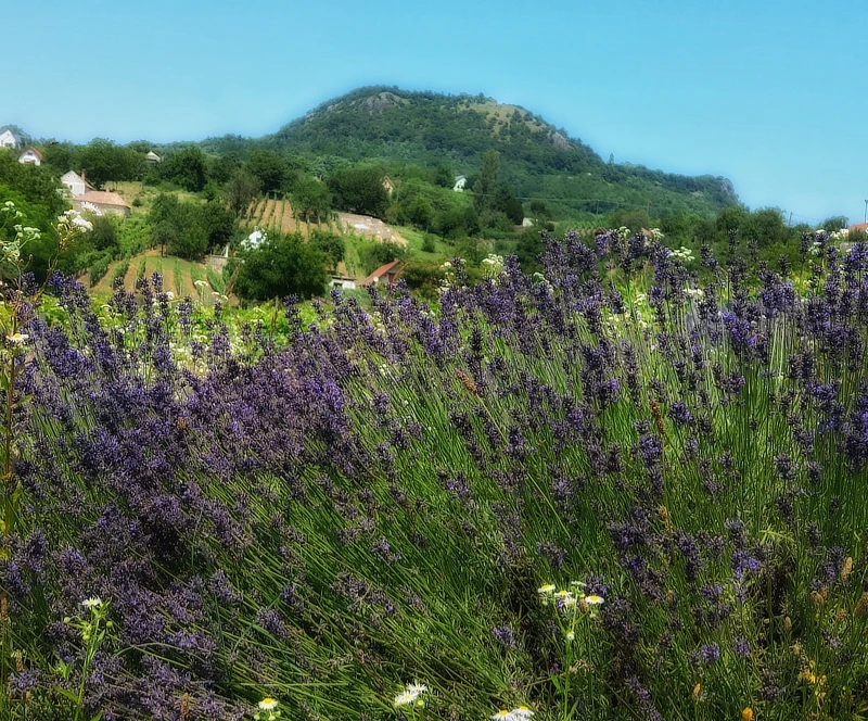 Panoráma a tanúhegyekre